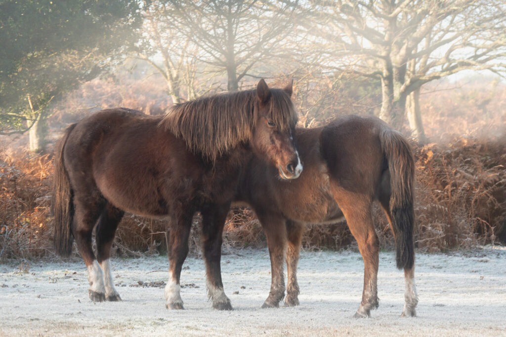 Two brown ponies side by side in the frost