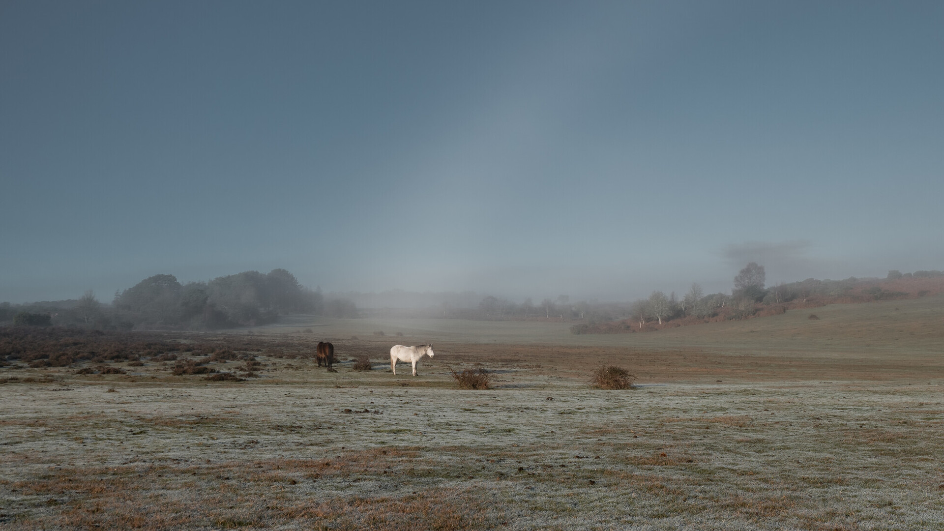 Frosty misty open Forest with white and brown pony in the background