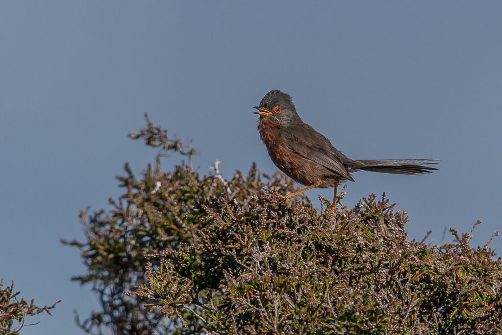 Dartford warbler against blue sky