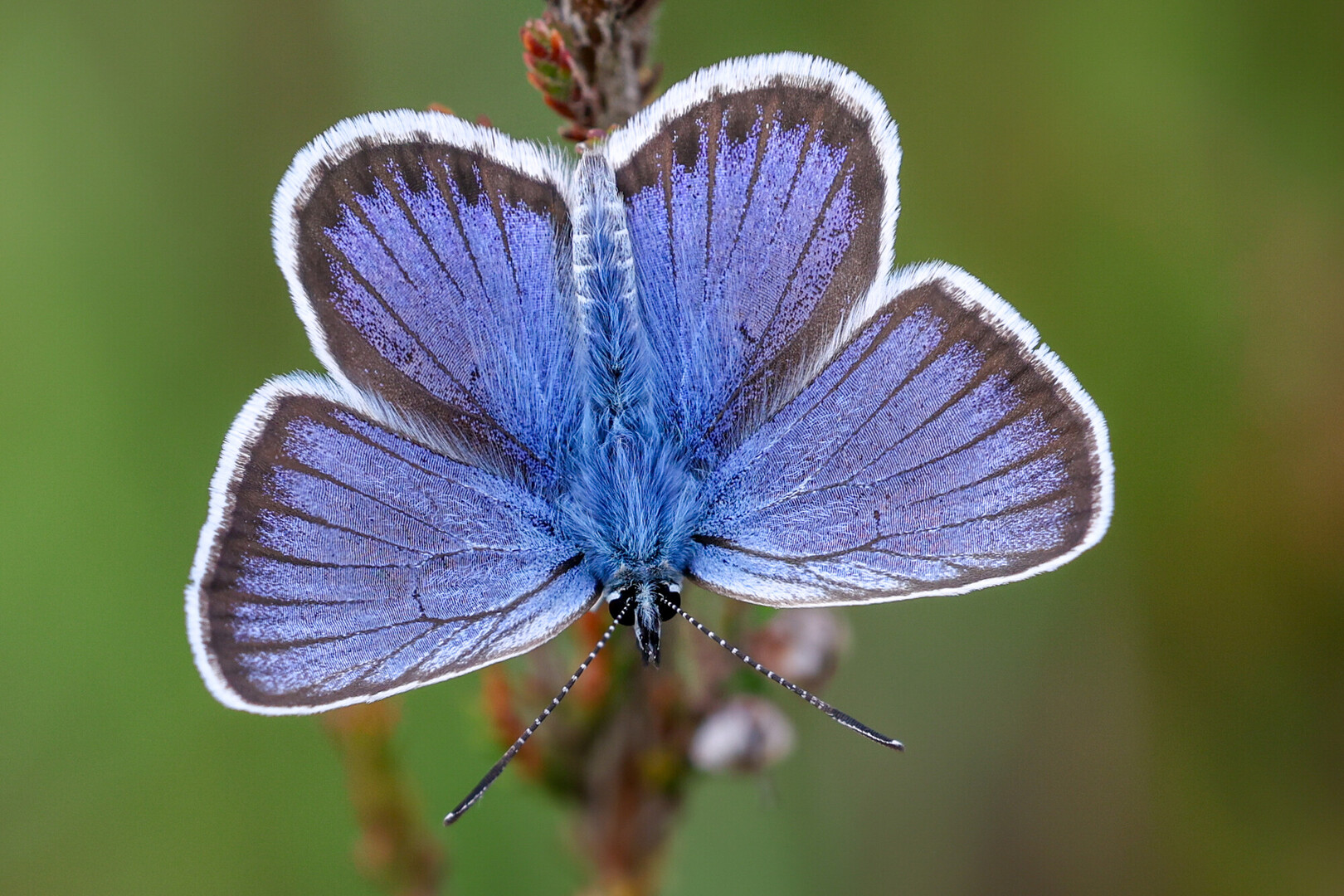 a blue butterfly with open wings