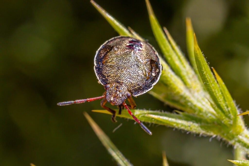 New Forest shield bug