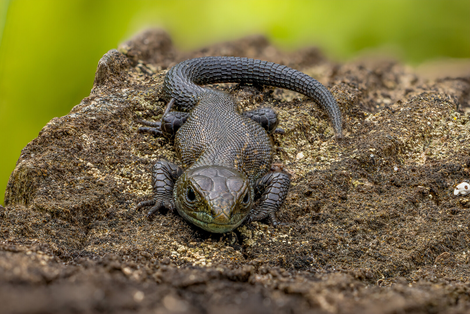 common lizard on rock