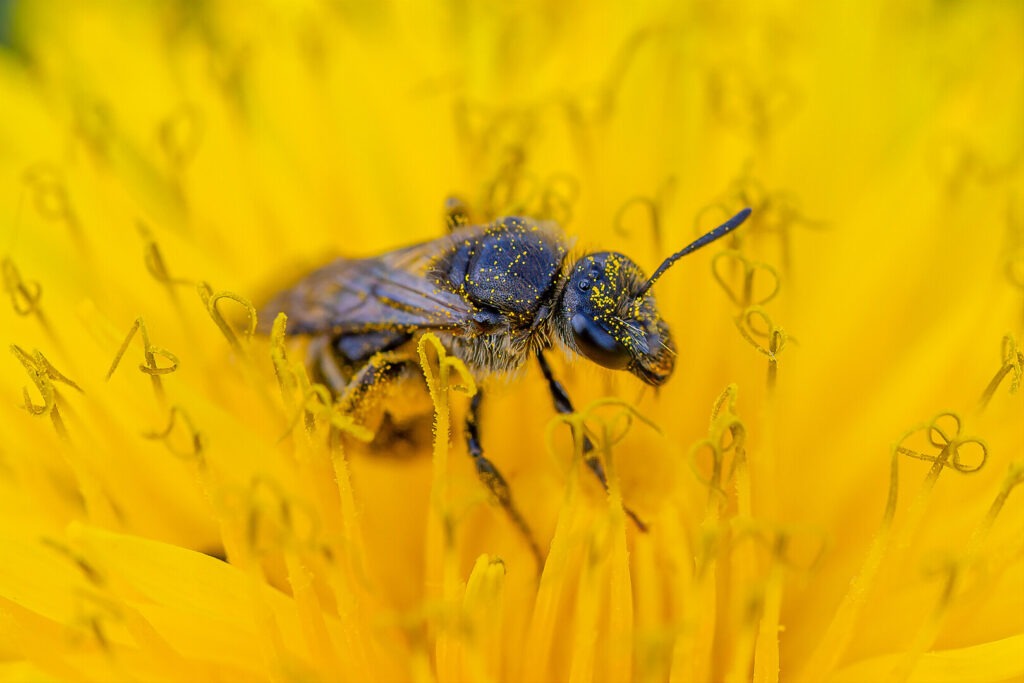 Sweat bee