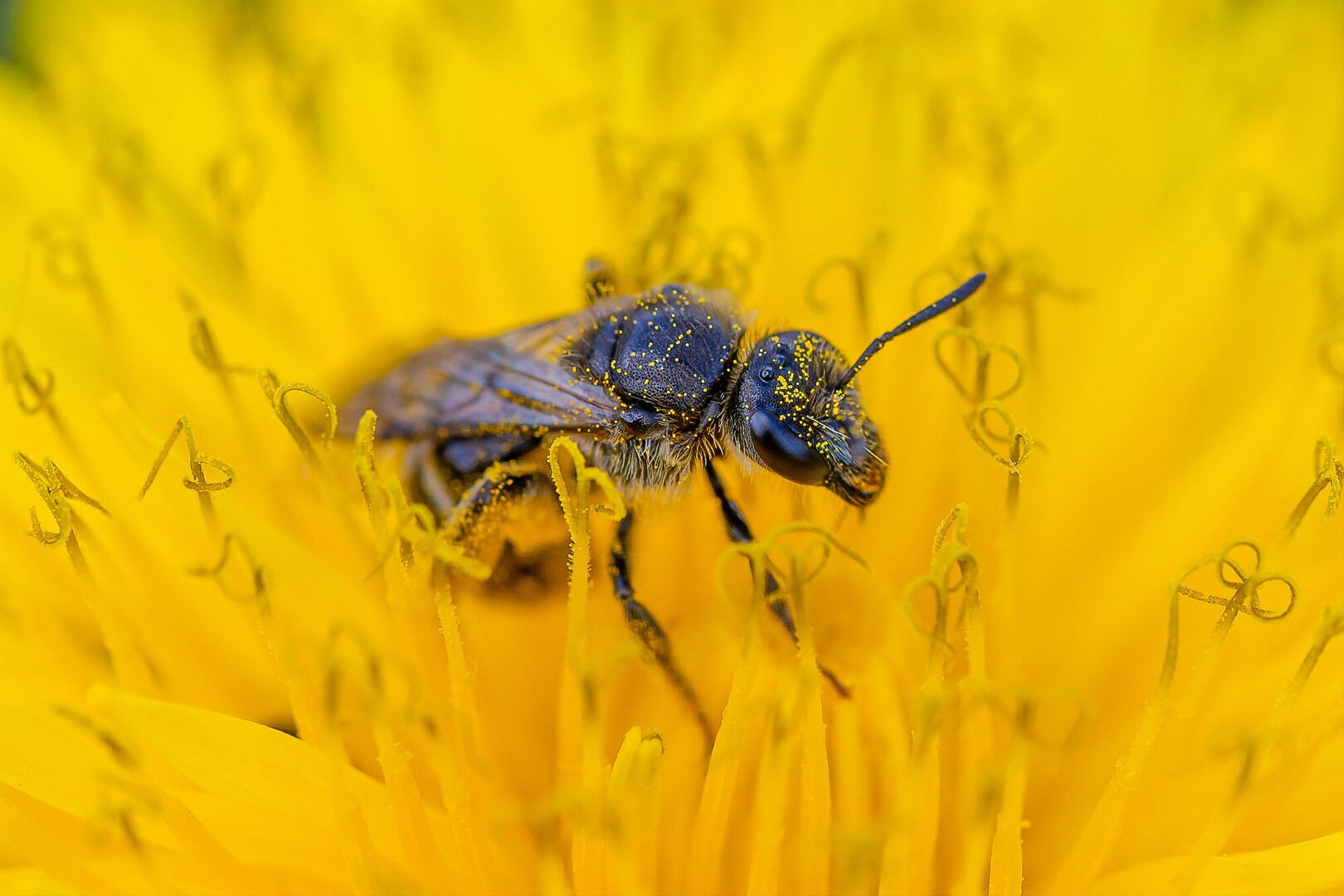 Sweat bee