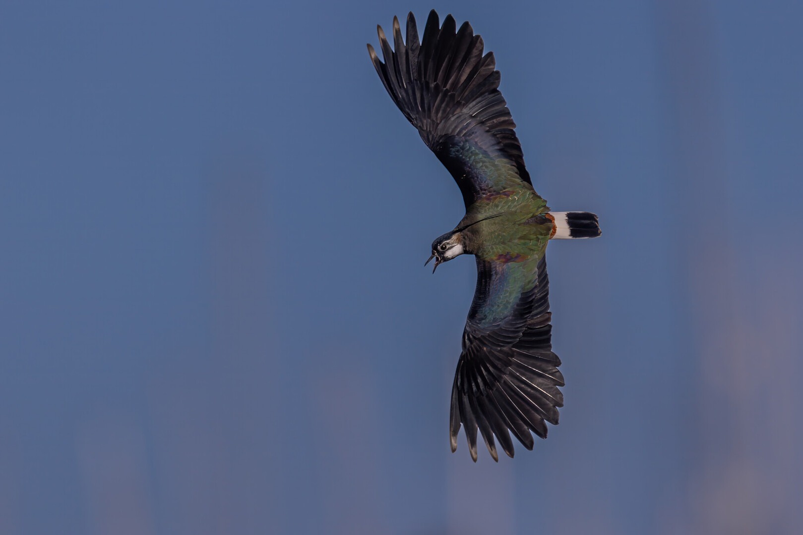 Lapwing in flight