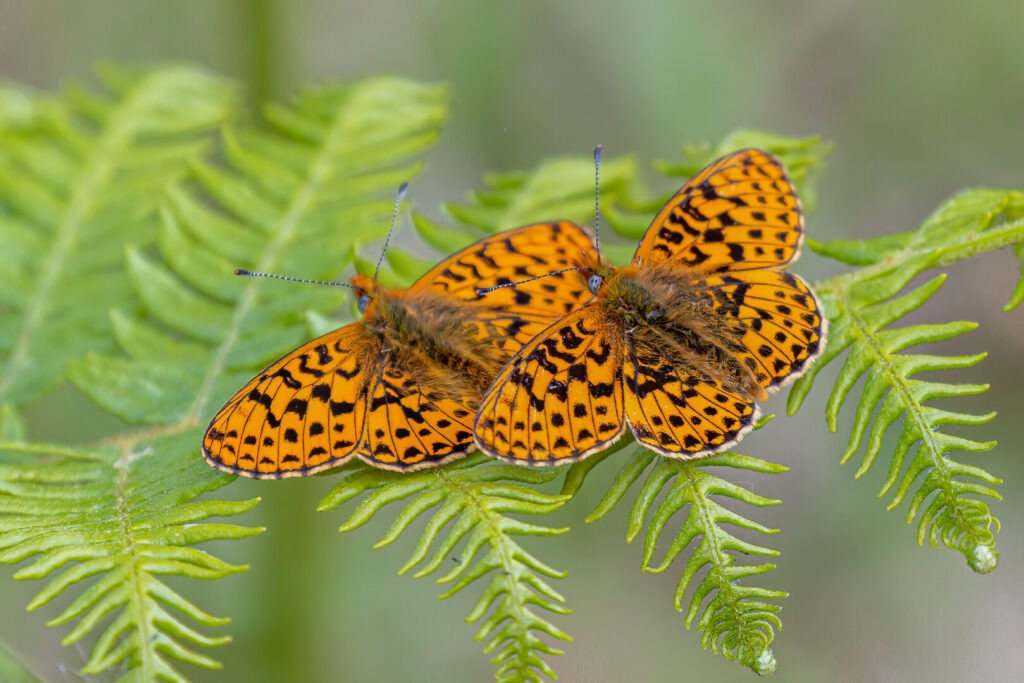 Two pearl bordered fritillary butterflies