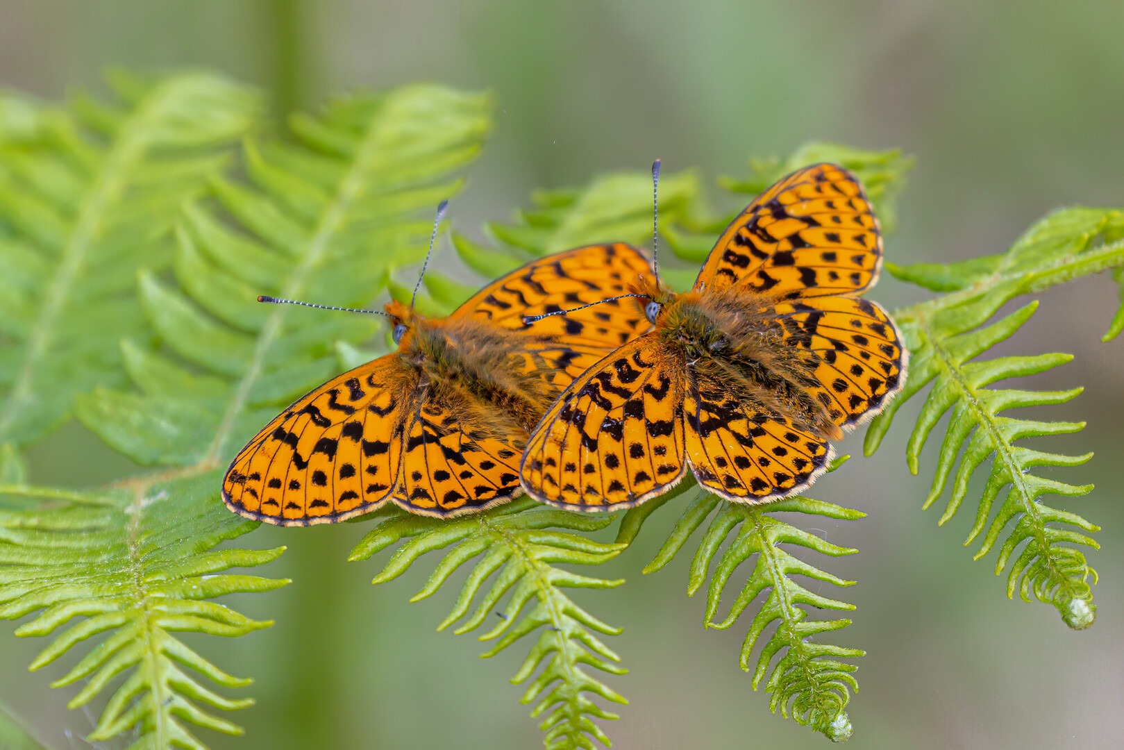 Two pearl bordered fritillary butterflies