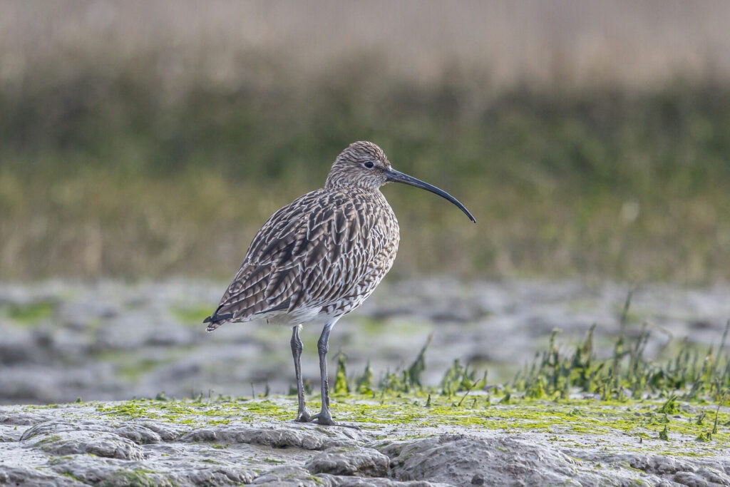 curlew on the ground