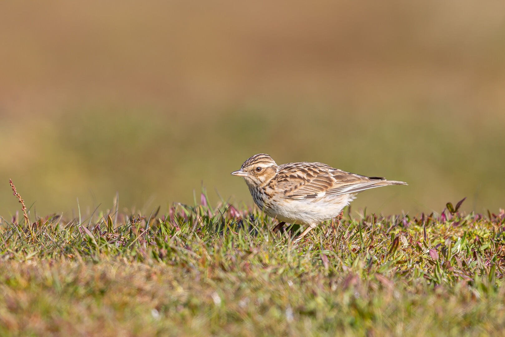 Woodlark on the ground