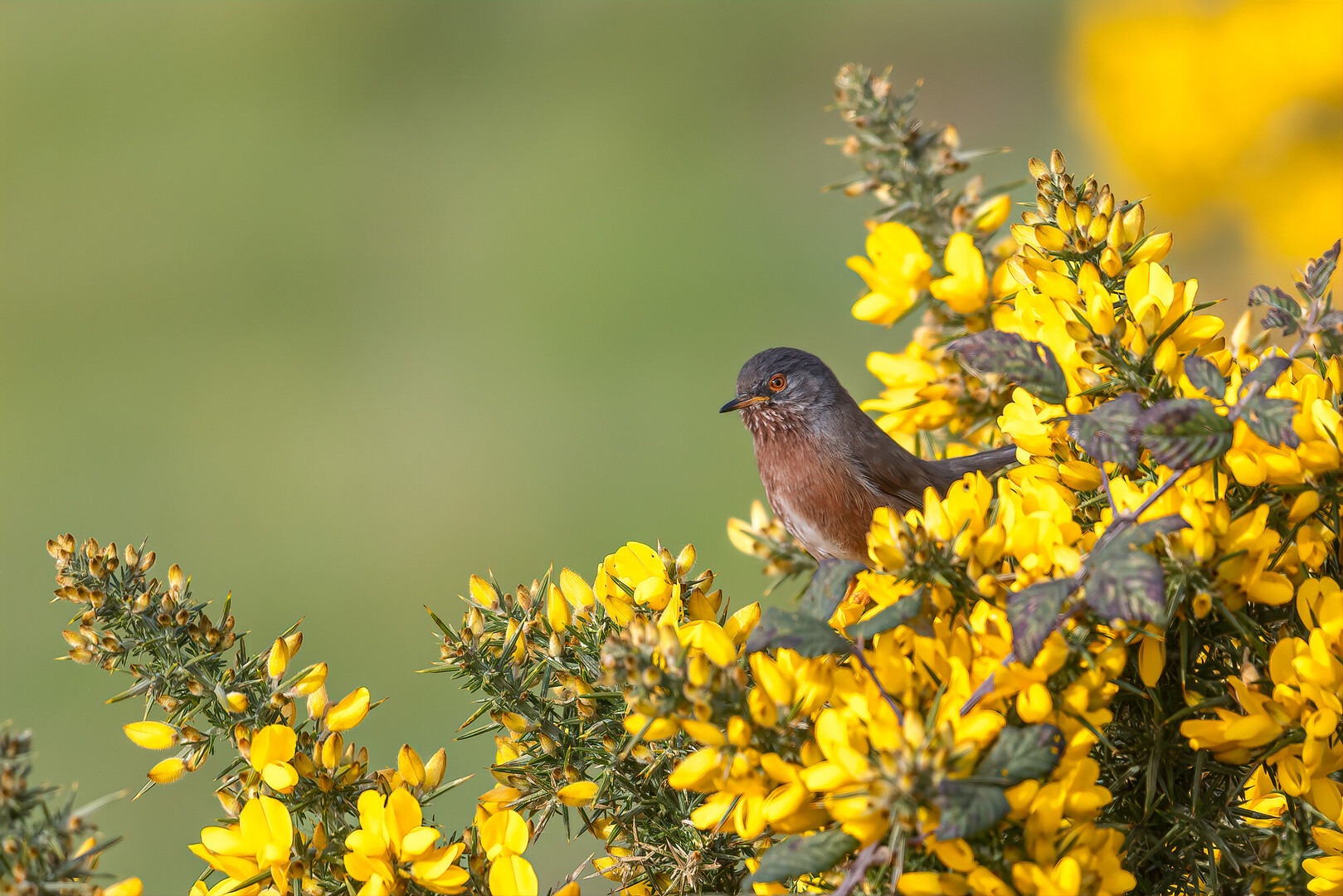 Dartford warbler on yellow gorse