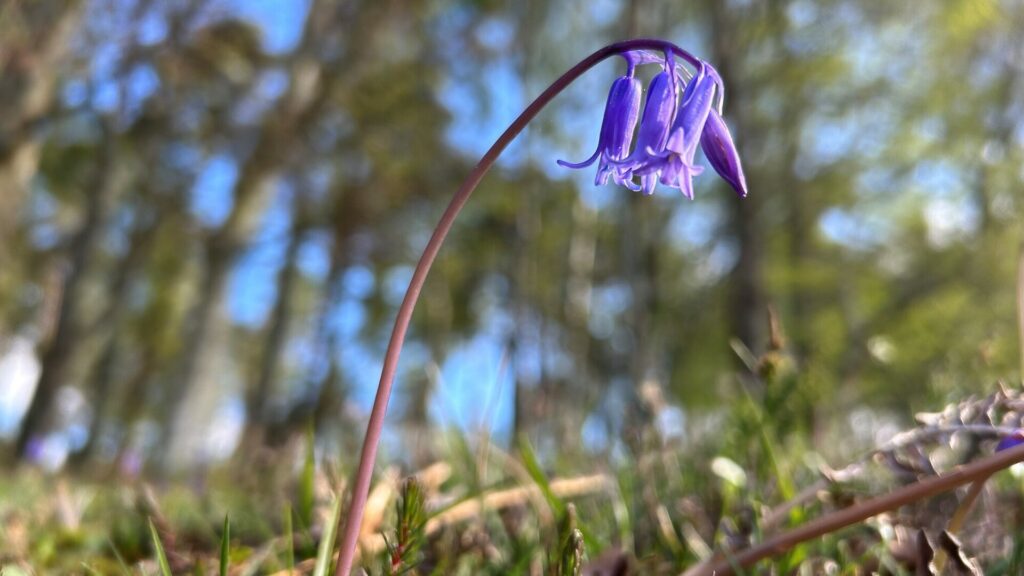 heathland bluebell