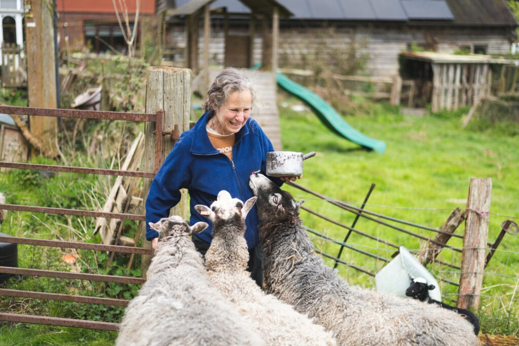 Lady feeding three sheep
