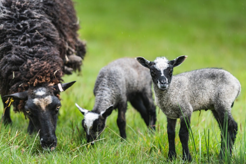 Two lambs and one sheep