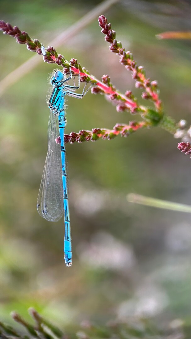 Southern damselfly on plant