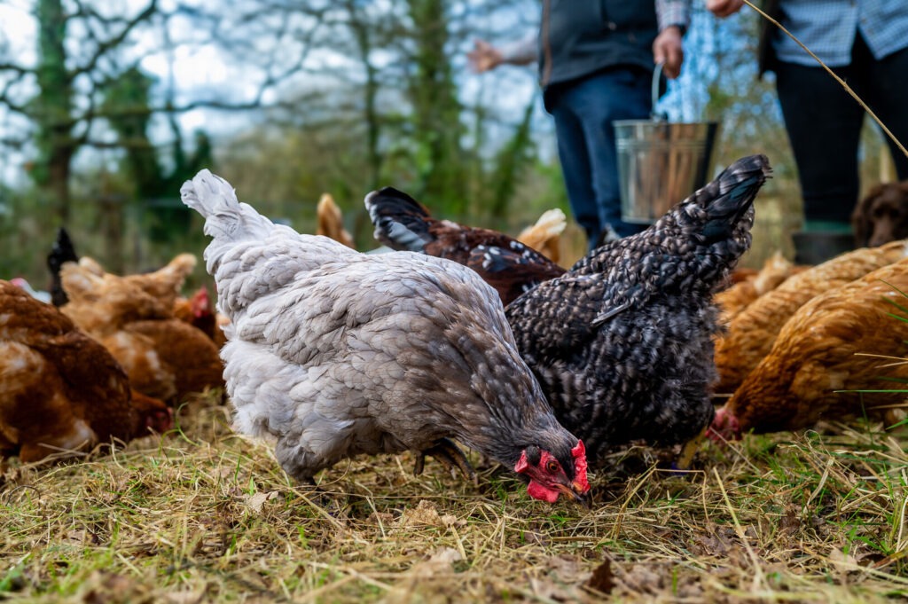 chickens in grass