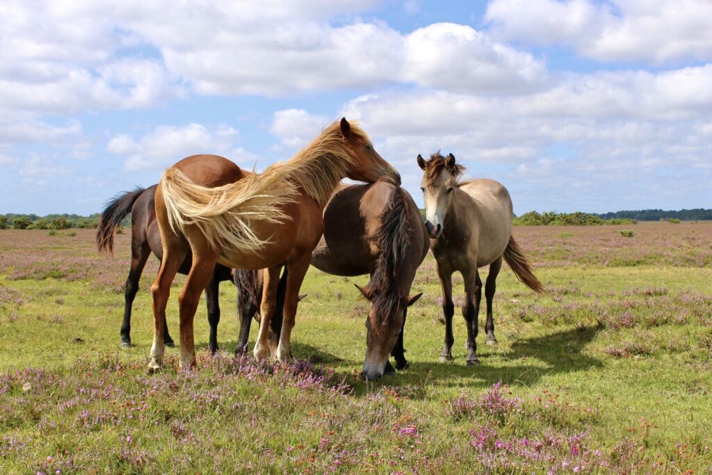 Group of tan ponies in the New Forest on a bright day