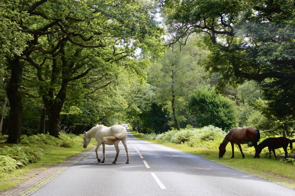 White pony crossing an empty road with ponies standing on the roadside nearby in the New Forest