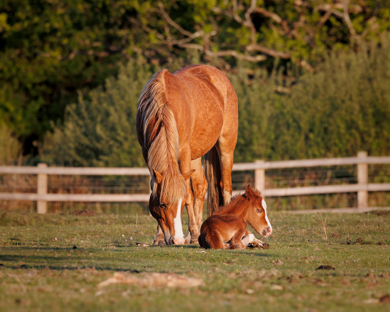 Tan pony standing next to foal sitting on the grass