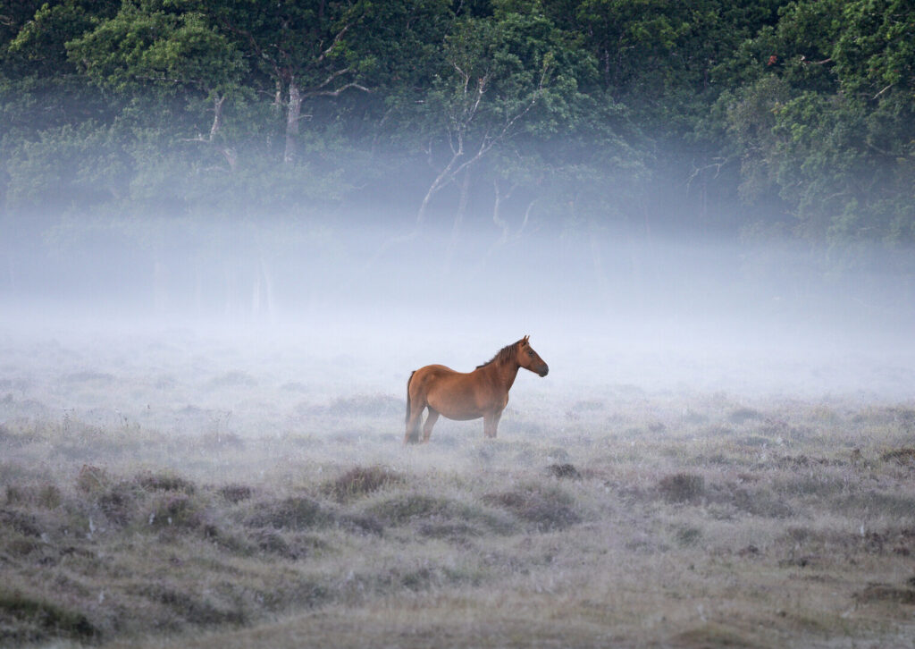 a single brown pony on a misty field with trees behind