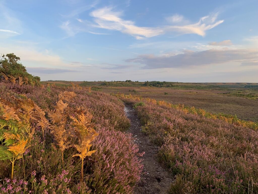 Heather scene and path with blue sky in the New Forest