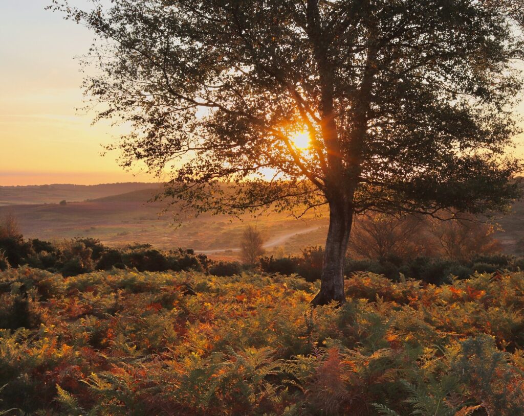 Sunrise behind tree silhouette in the New Forest