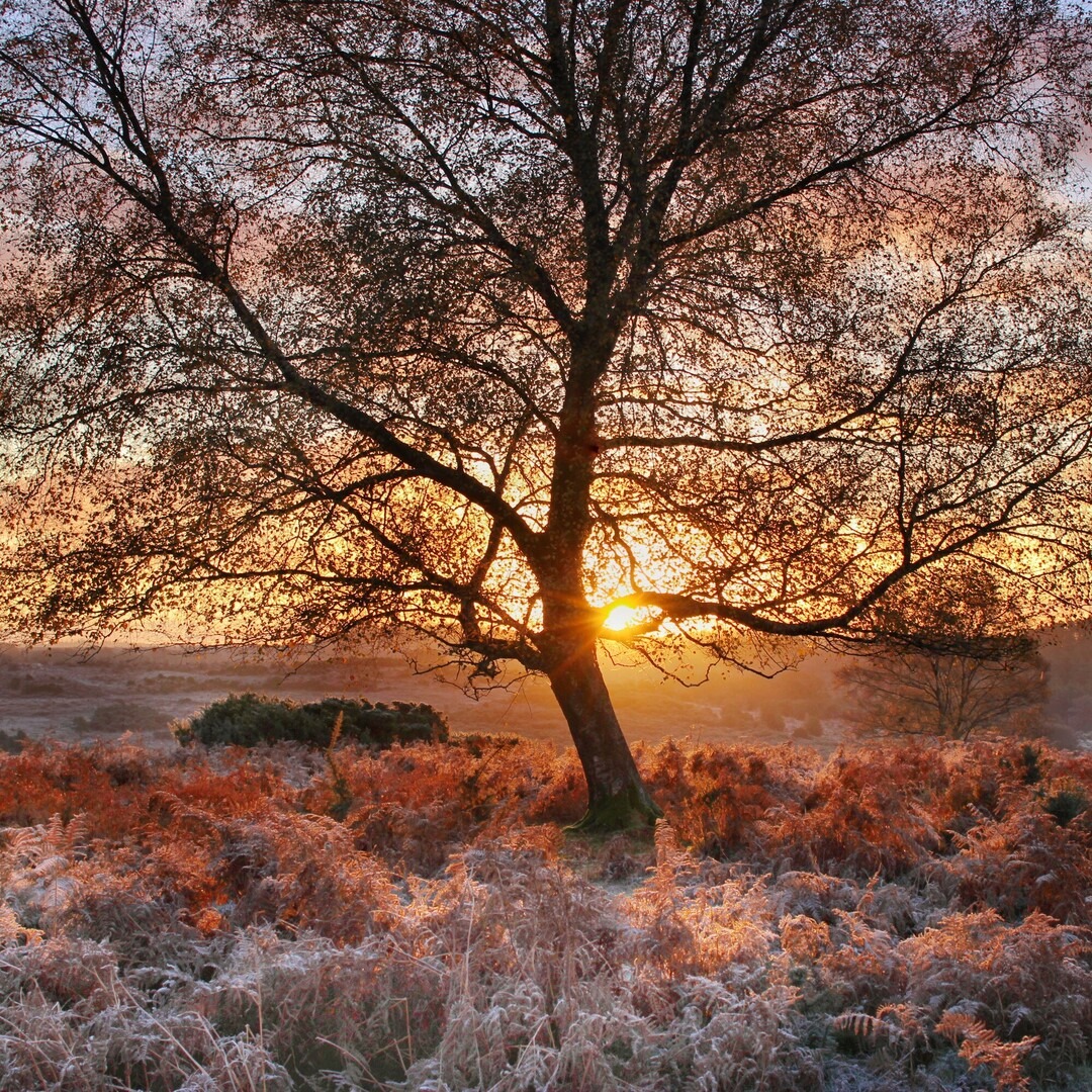Frosty Autumn sunrise behind tree