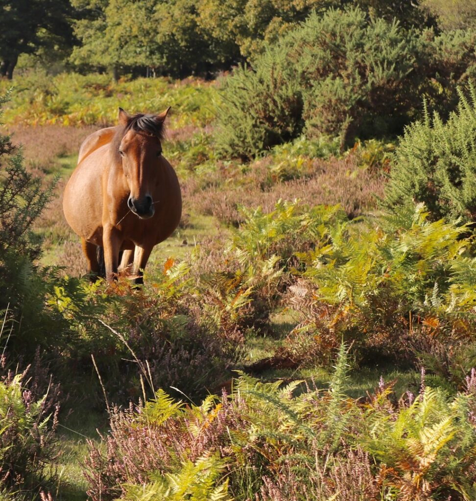Brown pony amongst New Forest ferns