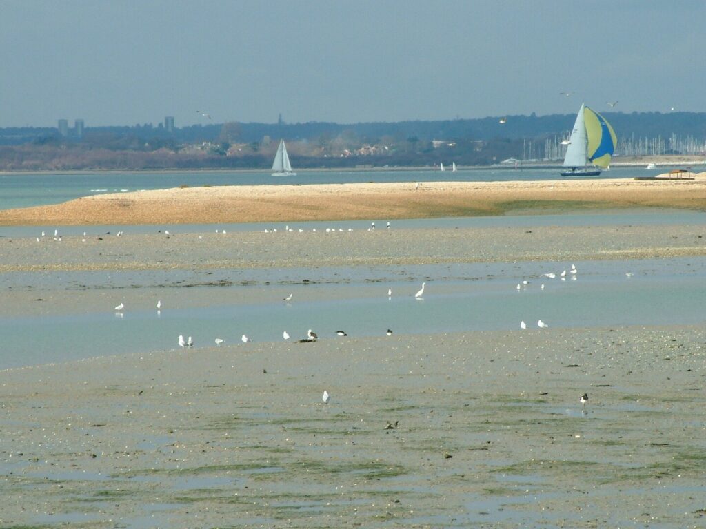 Wading birds at Calshot