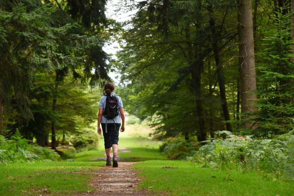 A lone person walking on a track deep in the Forest