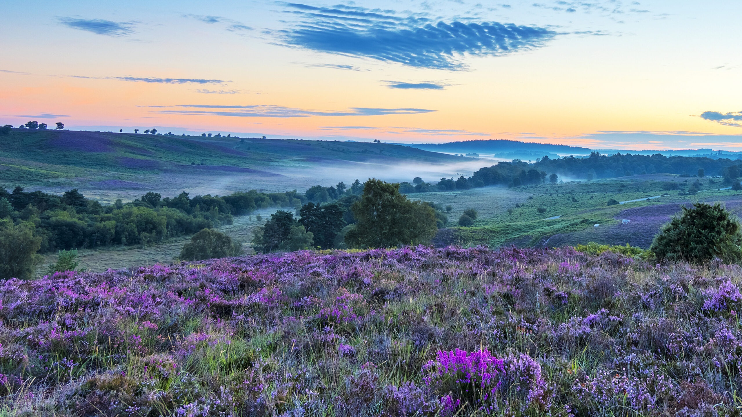 Dawn breaking over heathland and heather