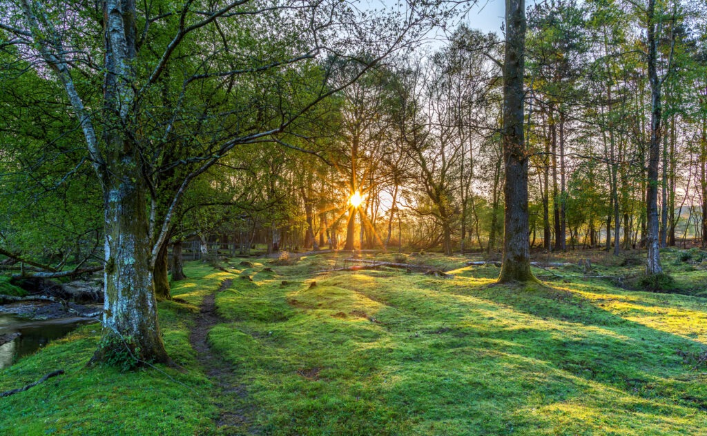 Woodland sunrise through the trees onto grass