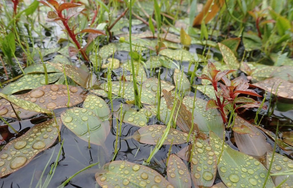 Pillwort, Hampshire Purslane and Bog Pondweed