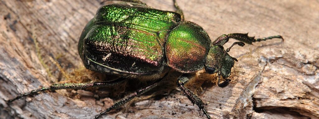 3a-Noble-Chafer-Gnorimus-nobilis-PAUL-BROCK-1920×720