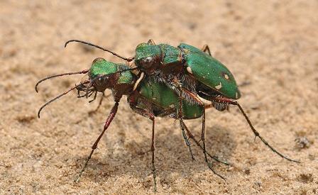 4b_WEB_Green_Tiger_Beetle_Cicindela_campestris_mating_pair_PAUL_BROCK