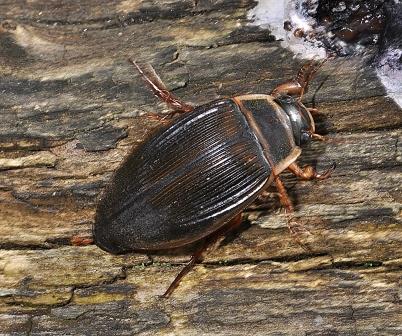 8a_WEB_Great_Diving_Beetle_Dytiscus_marginalis_female_PAUL_BROCK