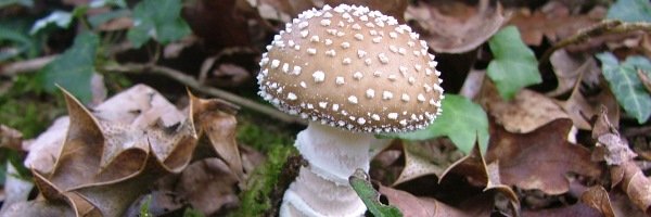 Amanita_Pantherina_BANNER