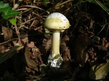 Amanita_phalloides_WEB