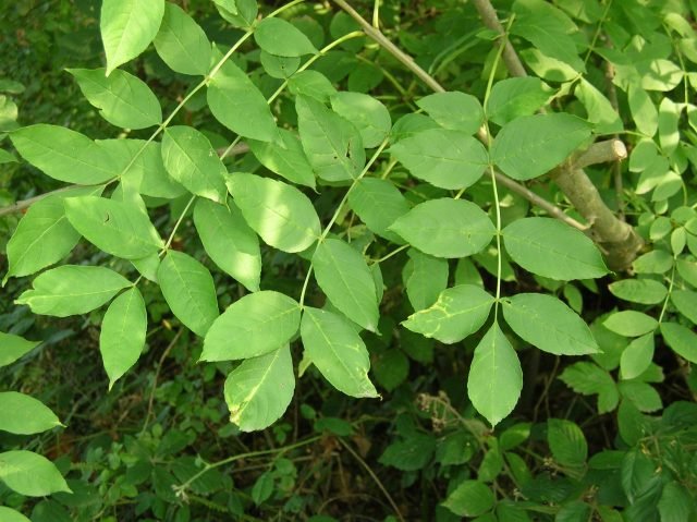 Ash-leaves-by-Nigel-Matthews-640×479