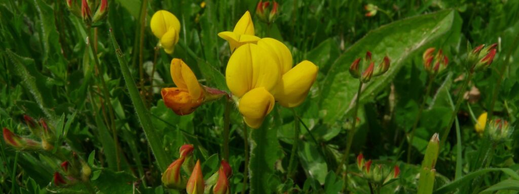 Birds-foot-Trefoil-flowers-1920×720