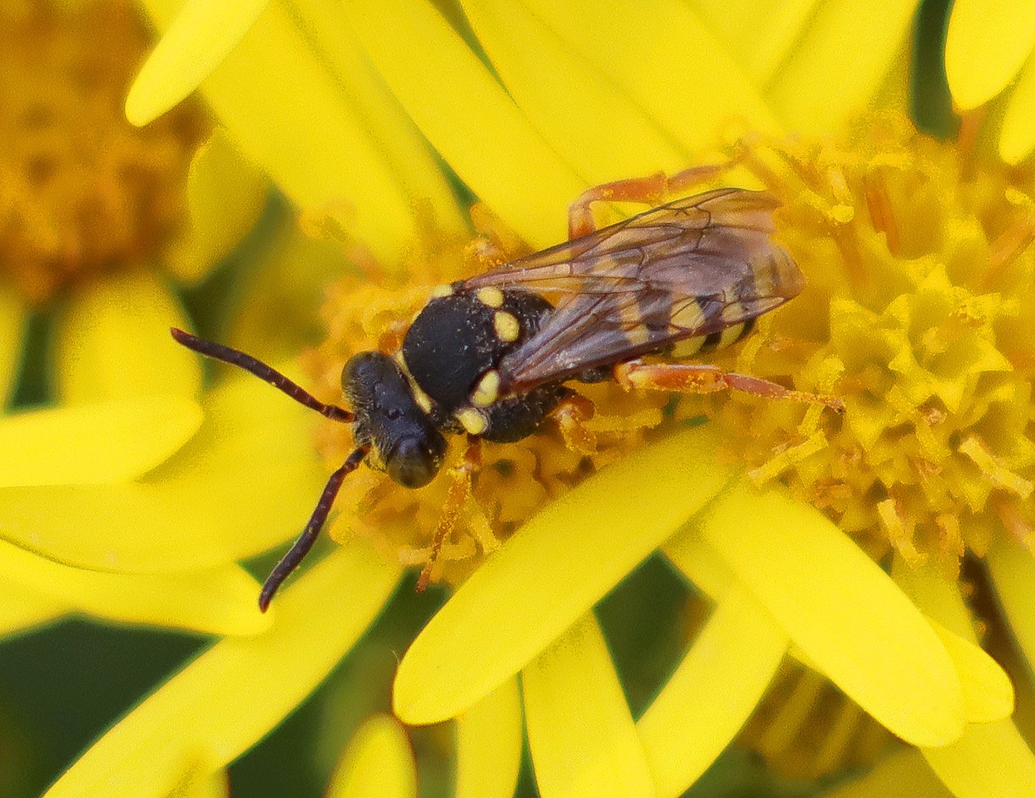 Close-up of a blunthorn nomad bee on yellow flower petals, showing black body with pale spots and translucent wings