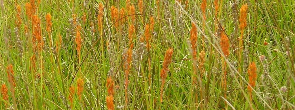 Bog-Asphodel-seedheads-close-up-1920×720