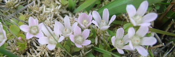 Bog_Pimpernell__Shatterford_Bog_BAN_1