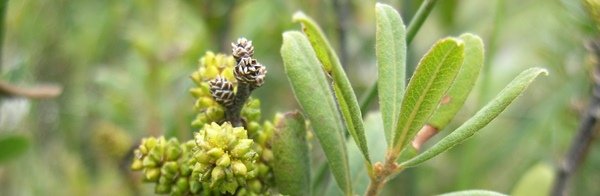 Bog_myrtle_WEb_ban_2