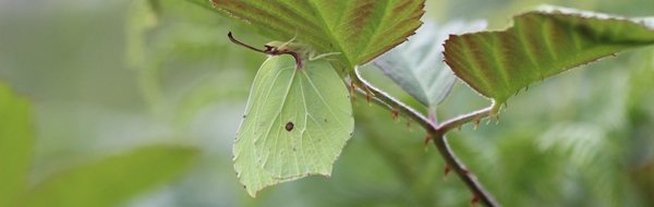 Brimstone_butterfly__2_
