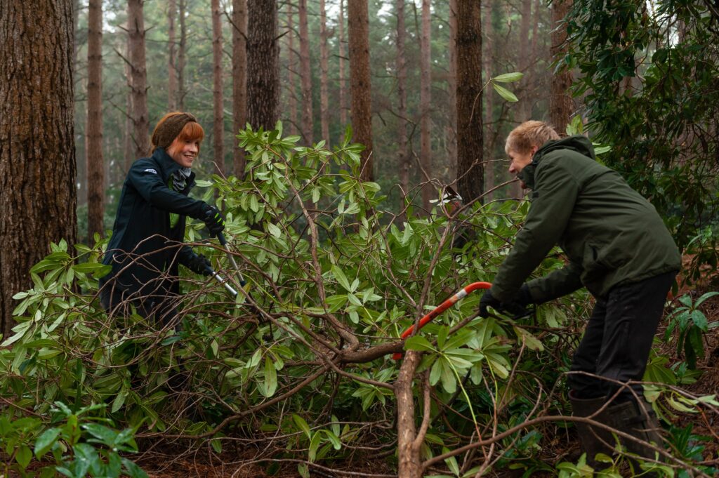 Clearing rhododendron at Franchises Lodge RSPB nature reserve