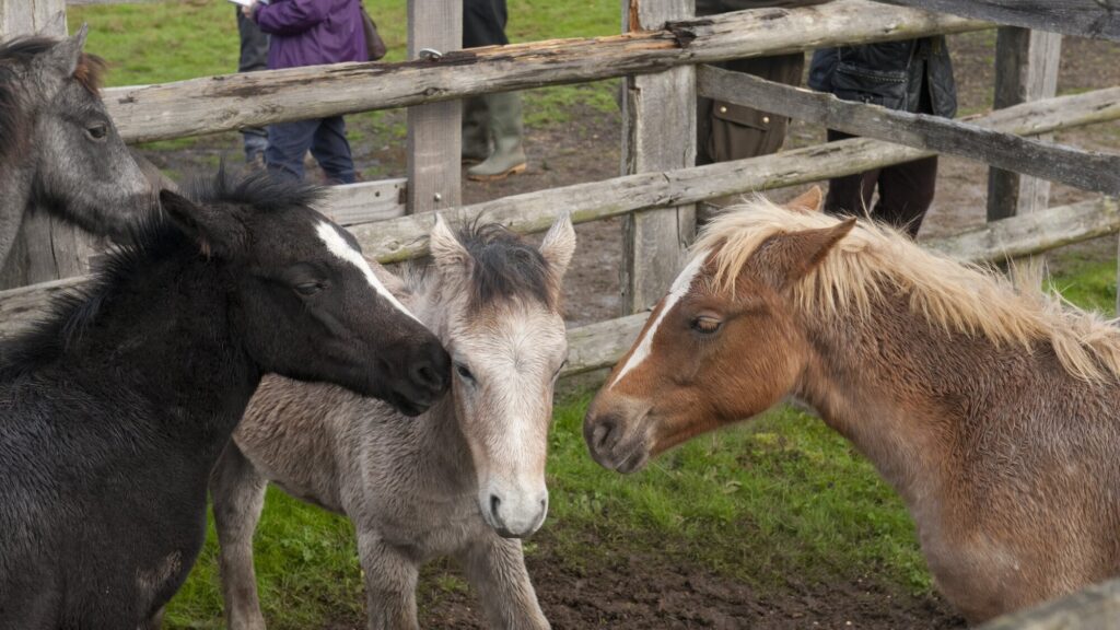three ponies in a wooden pen