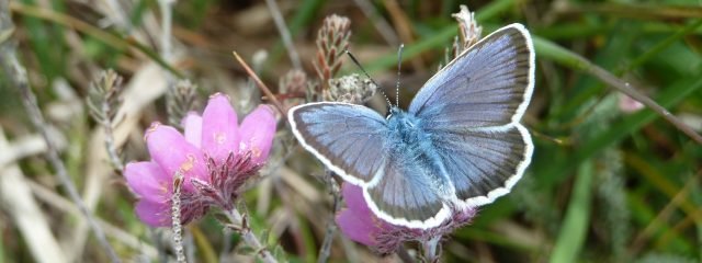 Cropped-silver-studded-blue-640×240