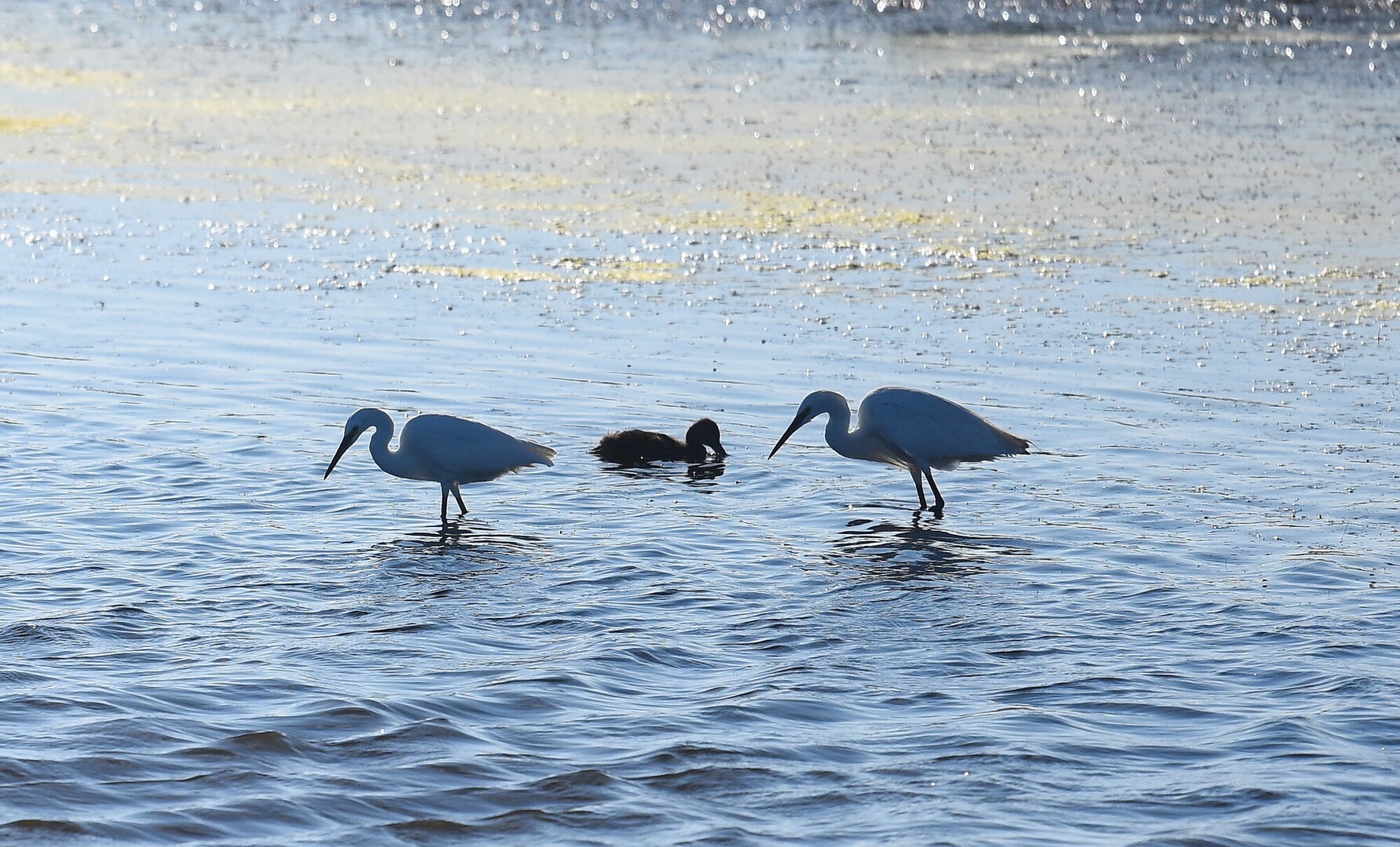 three birds in shallow water