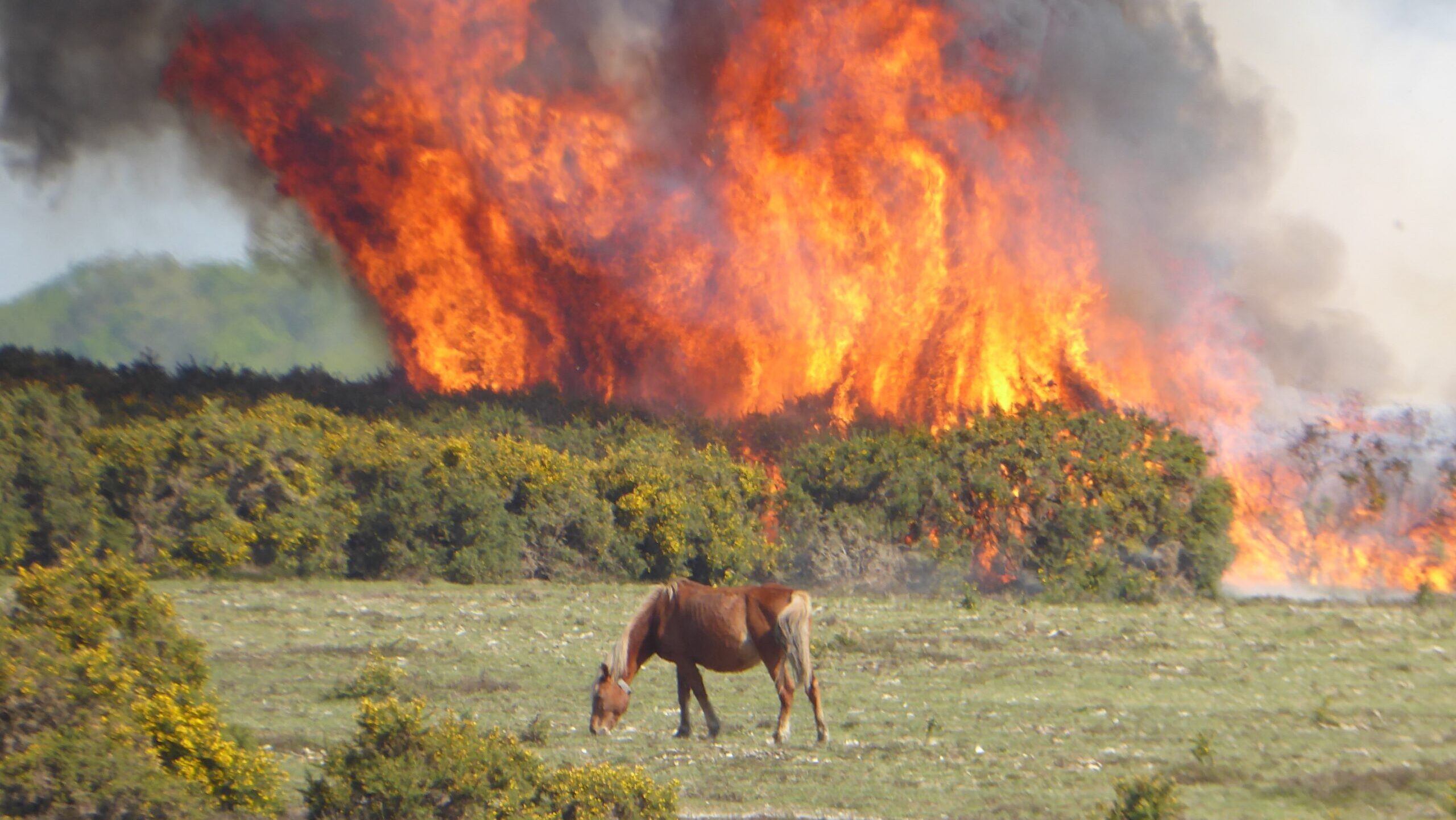 a heathland fire with a pony in front