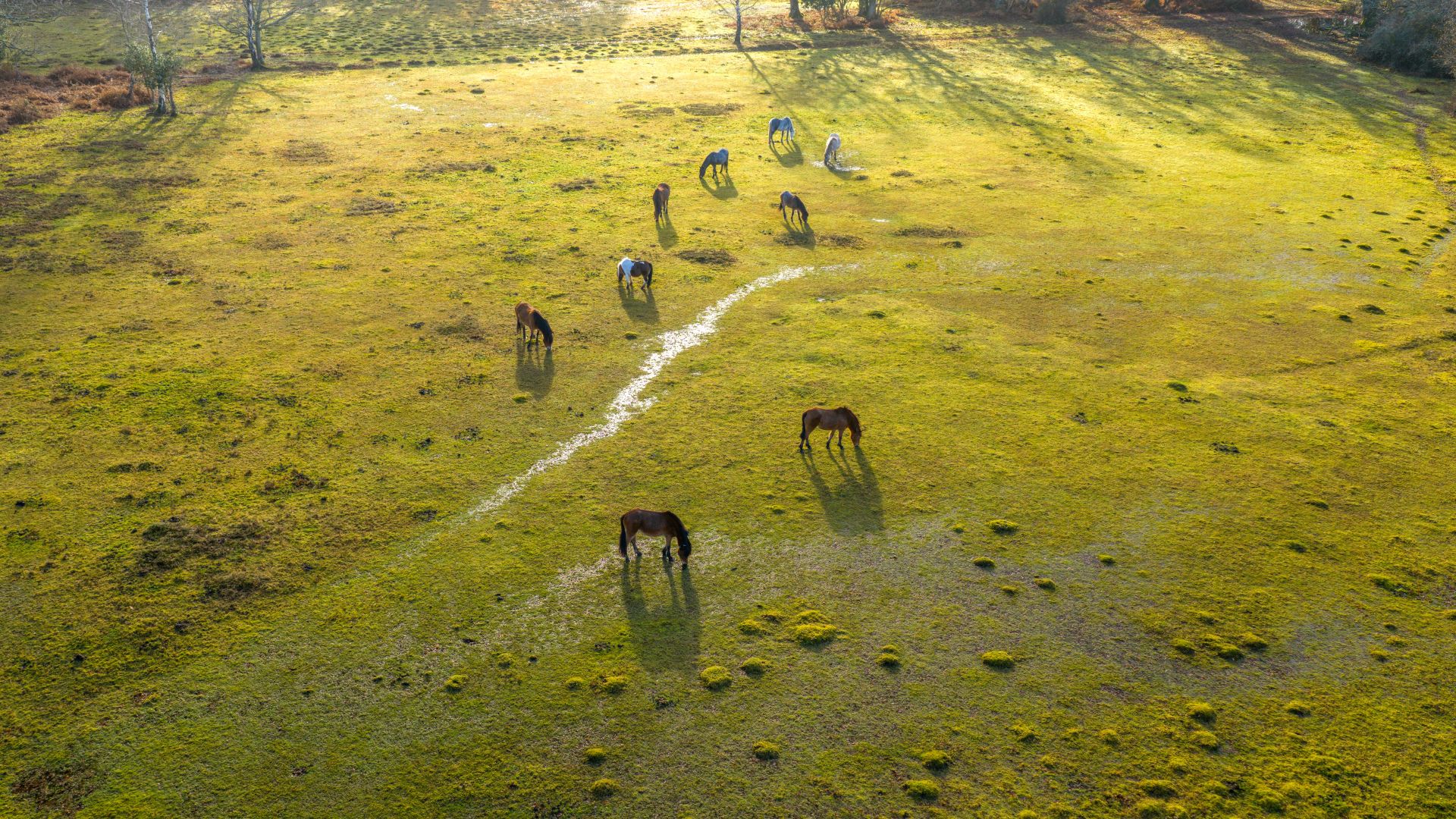Ponies grazing on wetland grass site